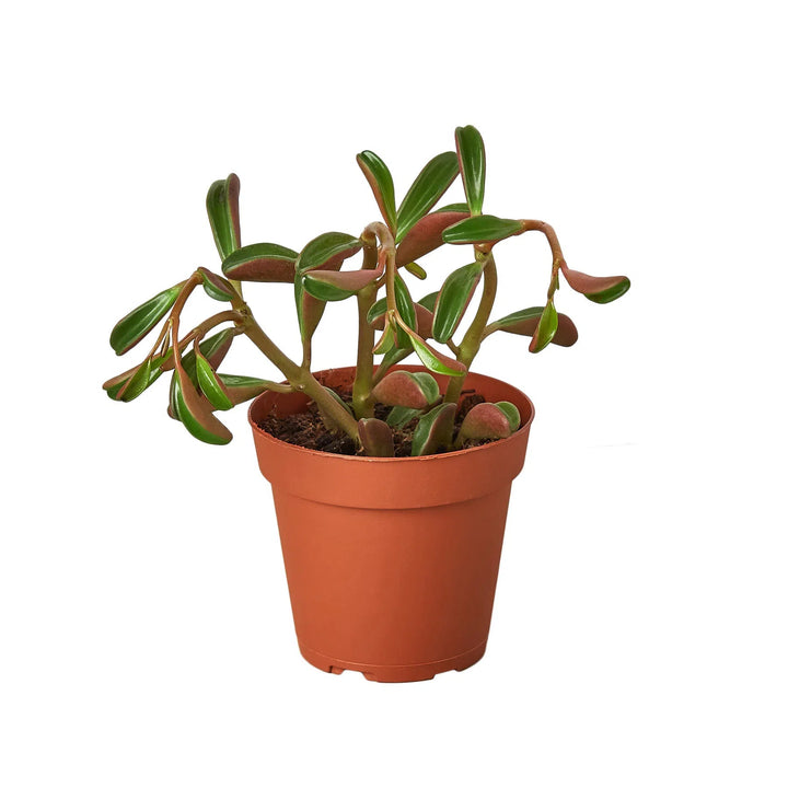 Peperomia 'Ruby Glow'-Indoor Plants-American Plant Supply