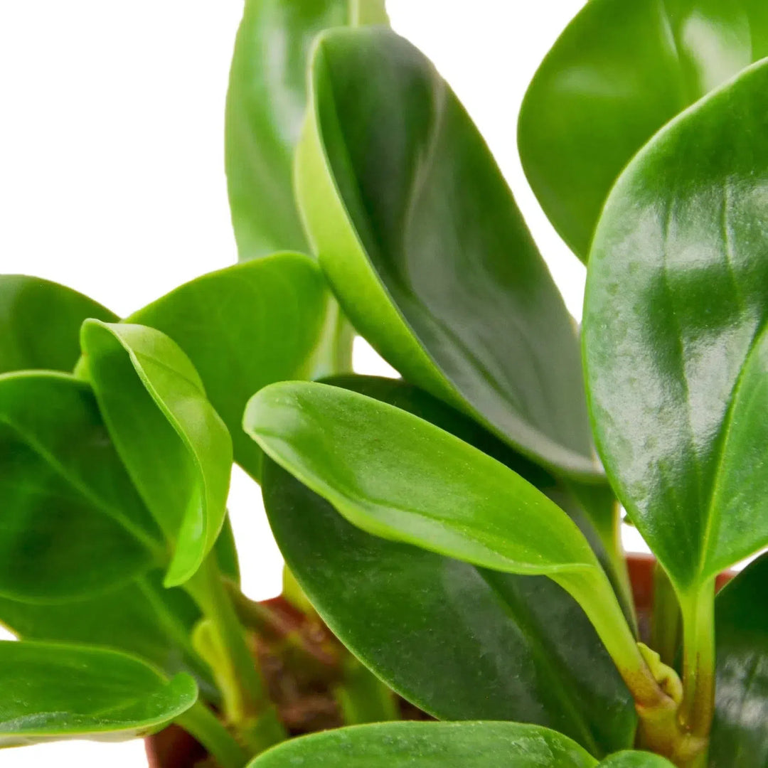 Peperomia Thailand-Indoor Plants-American Plant Supply