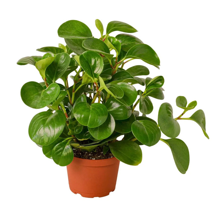 Peperomia Thailand-Indoor Plants-American Plant Supply