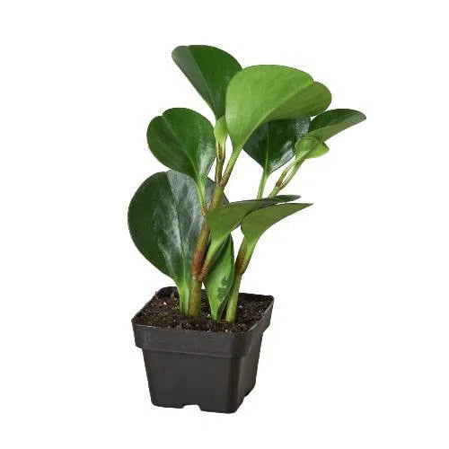 Peperomia Thailand-Indoor Plants-American Plant Supply