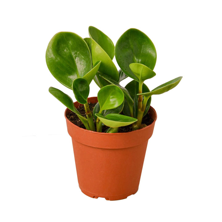 Peperomia Thailand-Indoor Plants-American Plant Supply