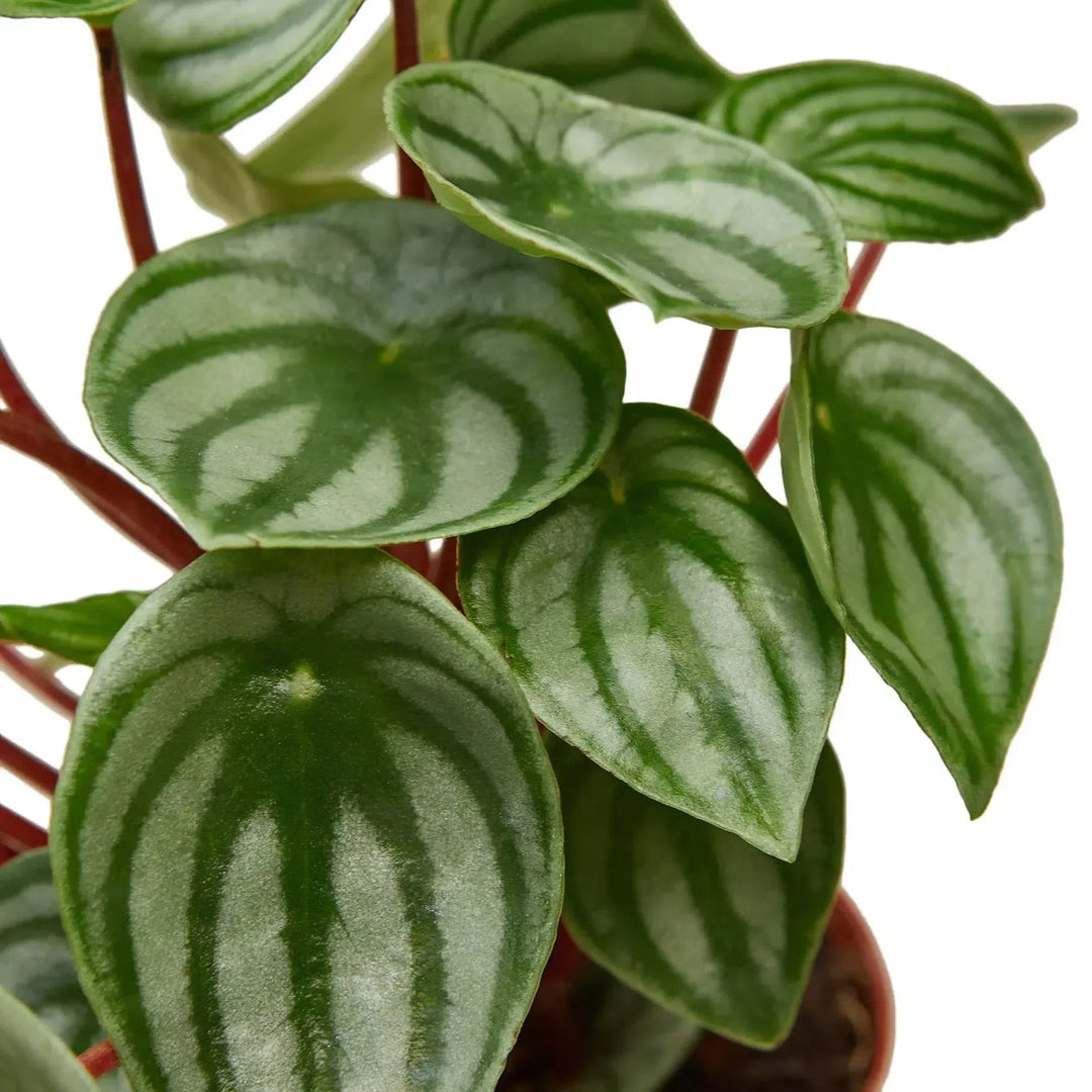 Peperomia Watermelon-4" Plant-American Plant Supply