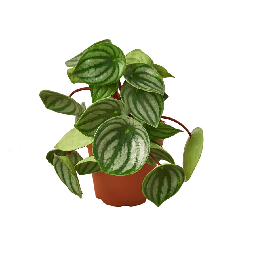 Peperomia Watermelon-4" Plant-American Plant Supply