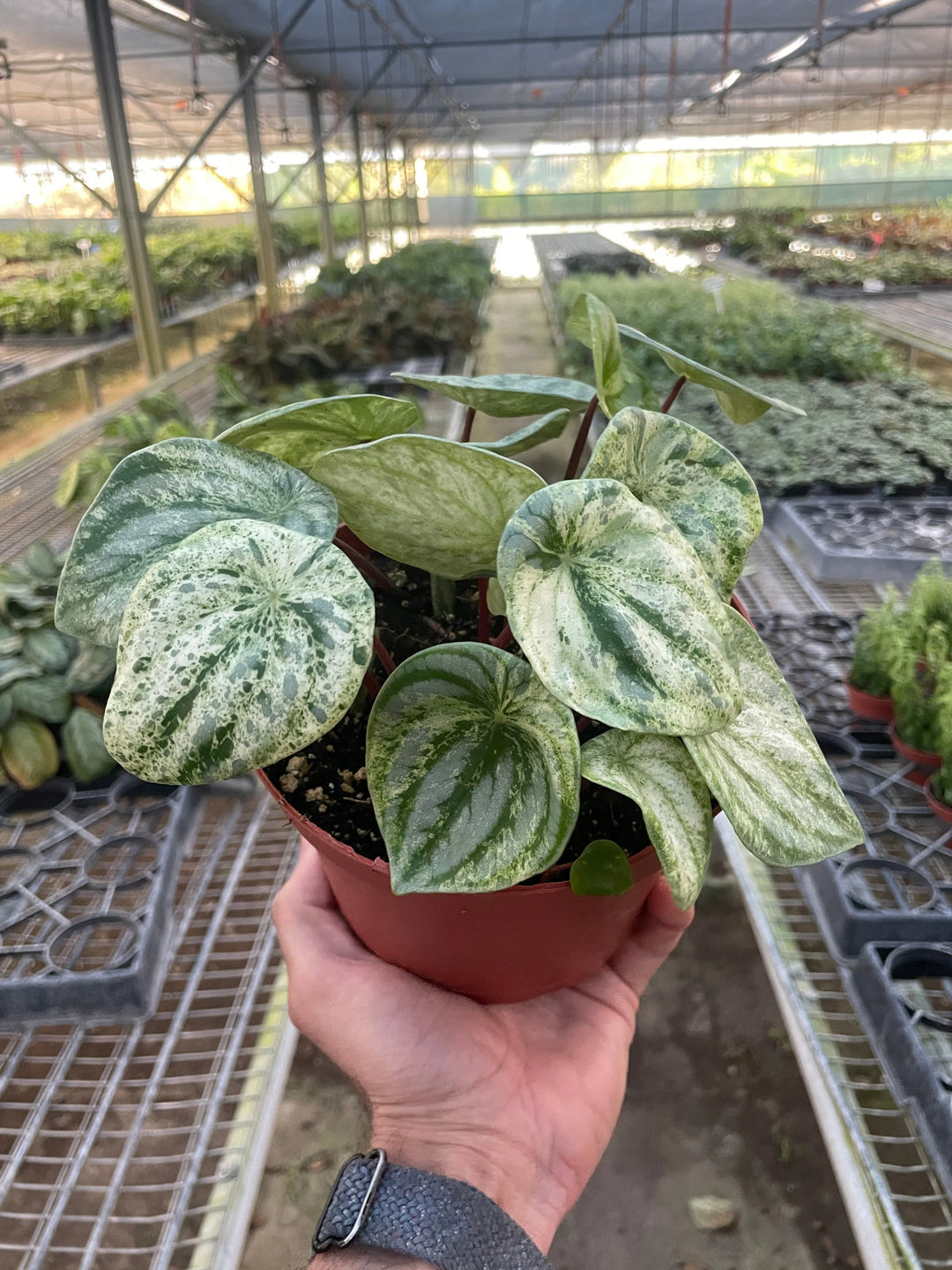 Peperomia 'Watermelon Variegated'-Indoor Plants-American Plant Supply