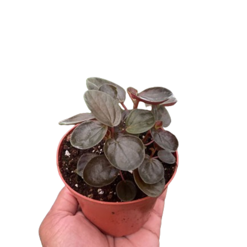 Peperomia &