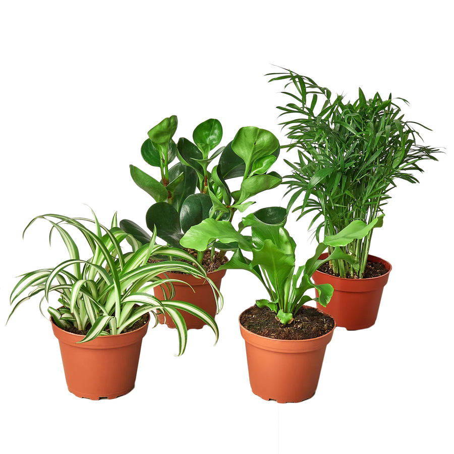 Pet Friendly Variety Bundle-6" Plant-American Plant Supply