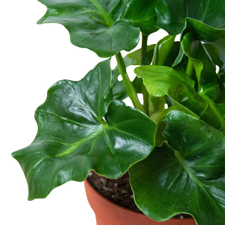 Philodendron 'Atom'-Indoor Plants-American Plant Supply