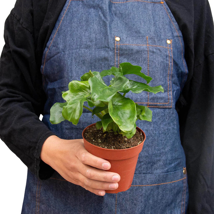 Philodendron 'Atom'-Indoor Plants-American Plant Supply