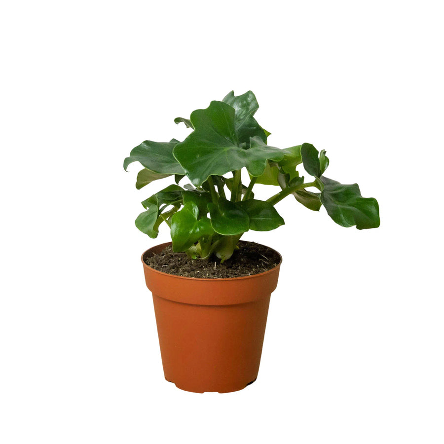 Philodendron 'Atom'-Indoor Plants-American Plant Supply