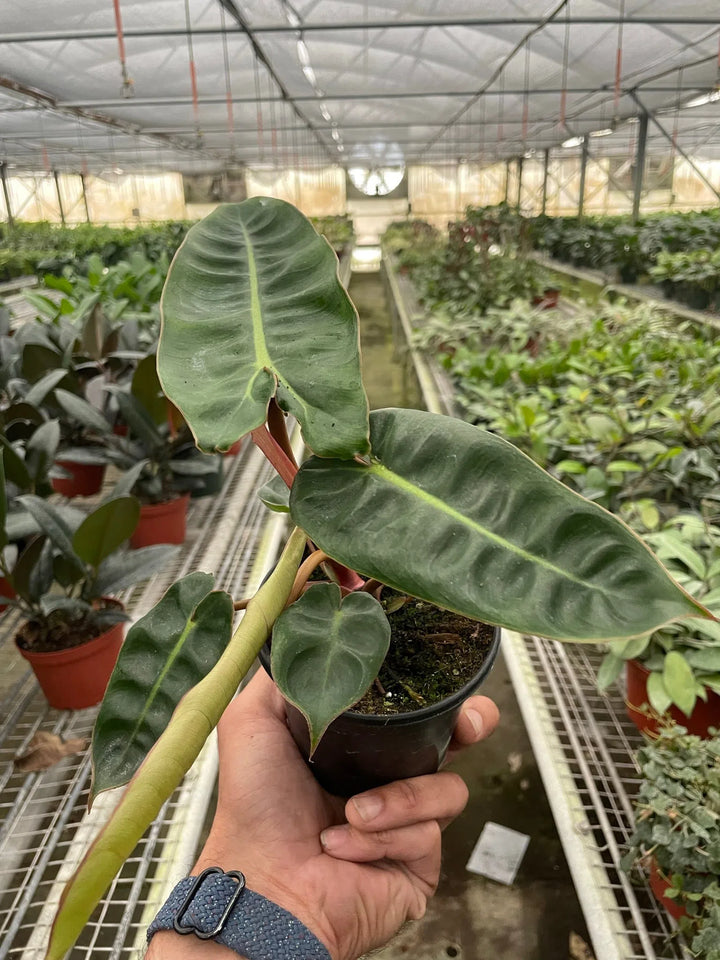 Philodendron 'Billietiae'-Indoor Plants-American Plant Supply