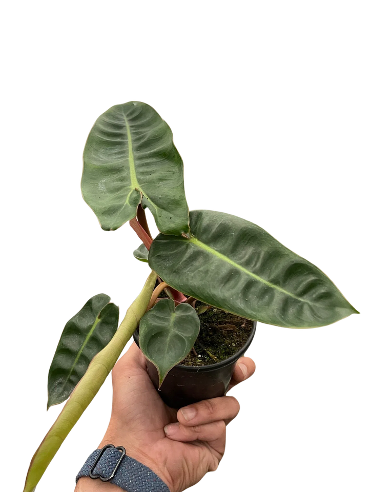 Philodendron 'Billietiae'-Indoor Plants-American Plant Supply