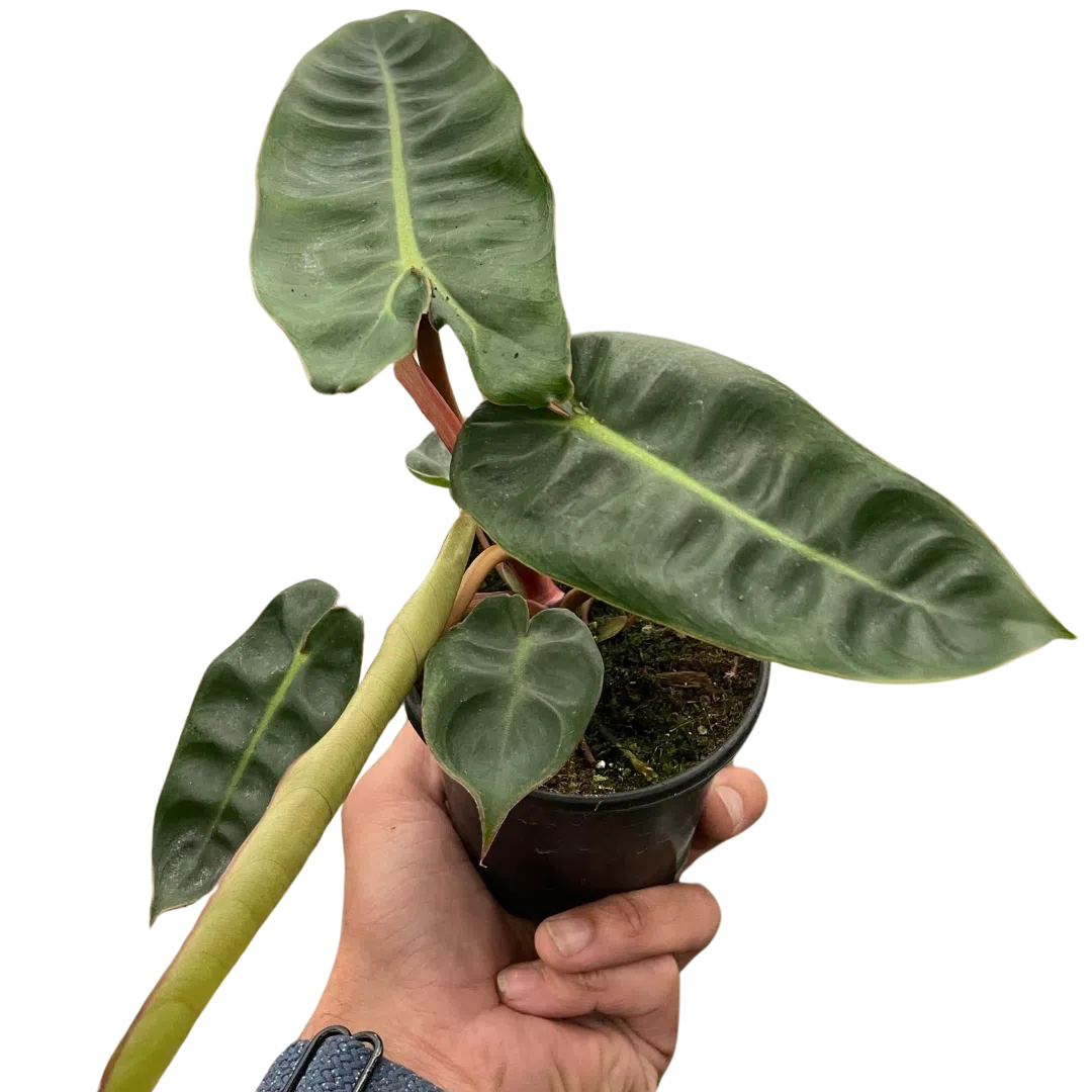 Philodendron 'Billietiae'-Indoor Plants-American Plant Supply