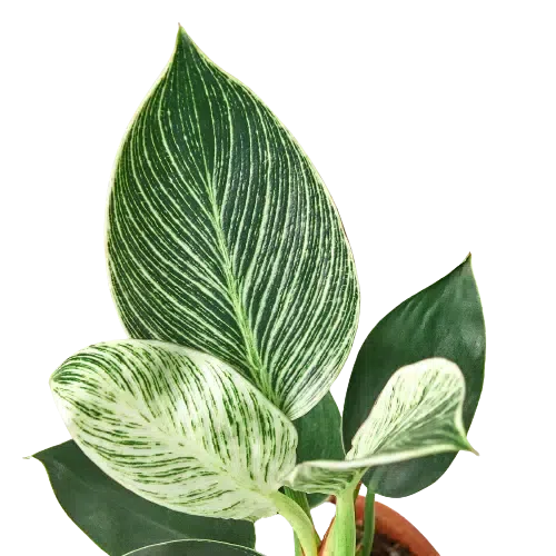 Philodendron 'Birkin'-Indoor Plants-American Plant Supply