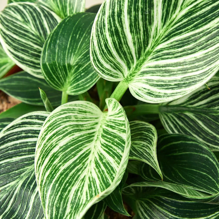 Philodendron 'Birkin'-Indoor Plants-American Plant Supply