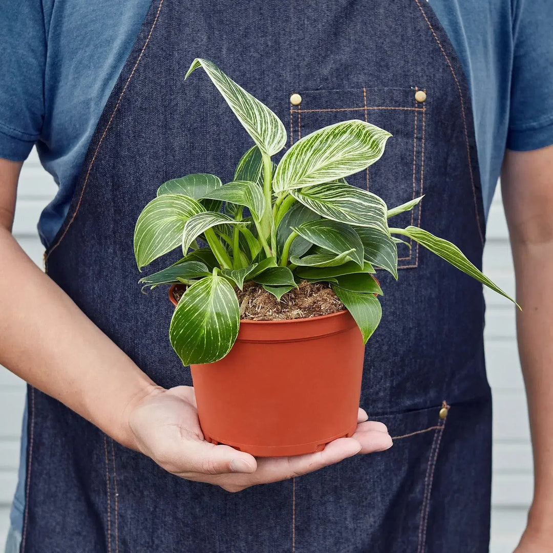 Philodendron 'Birkin'-Indoor Plants-American Plant Supply