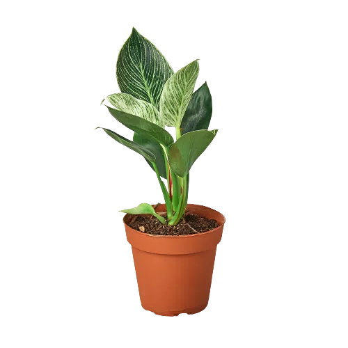 Philodendron 'Birkin'-Indoor Plants-American Plant Supply