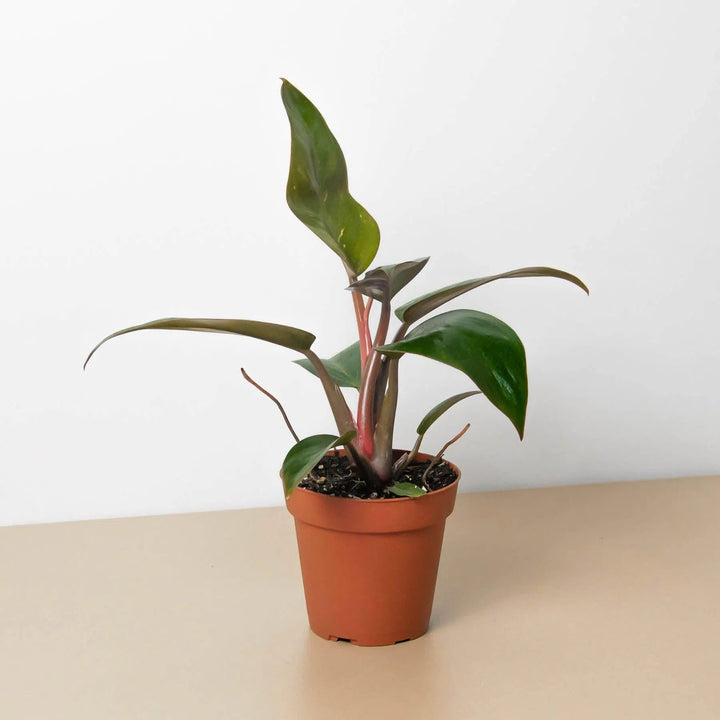 Philodendron 'Birkin Pink'-Indoor Plants-American Plant Supply