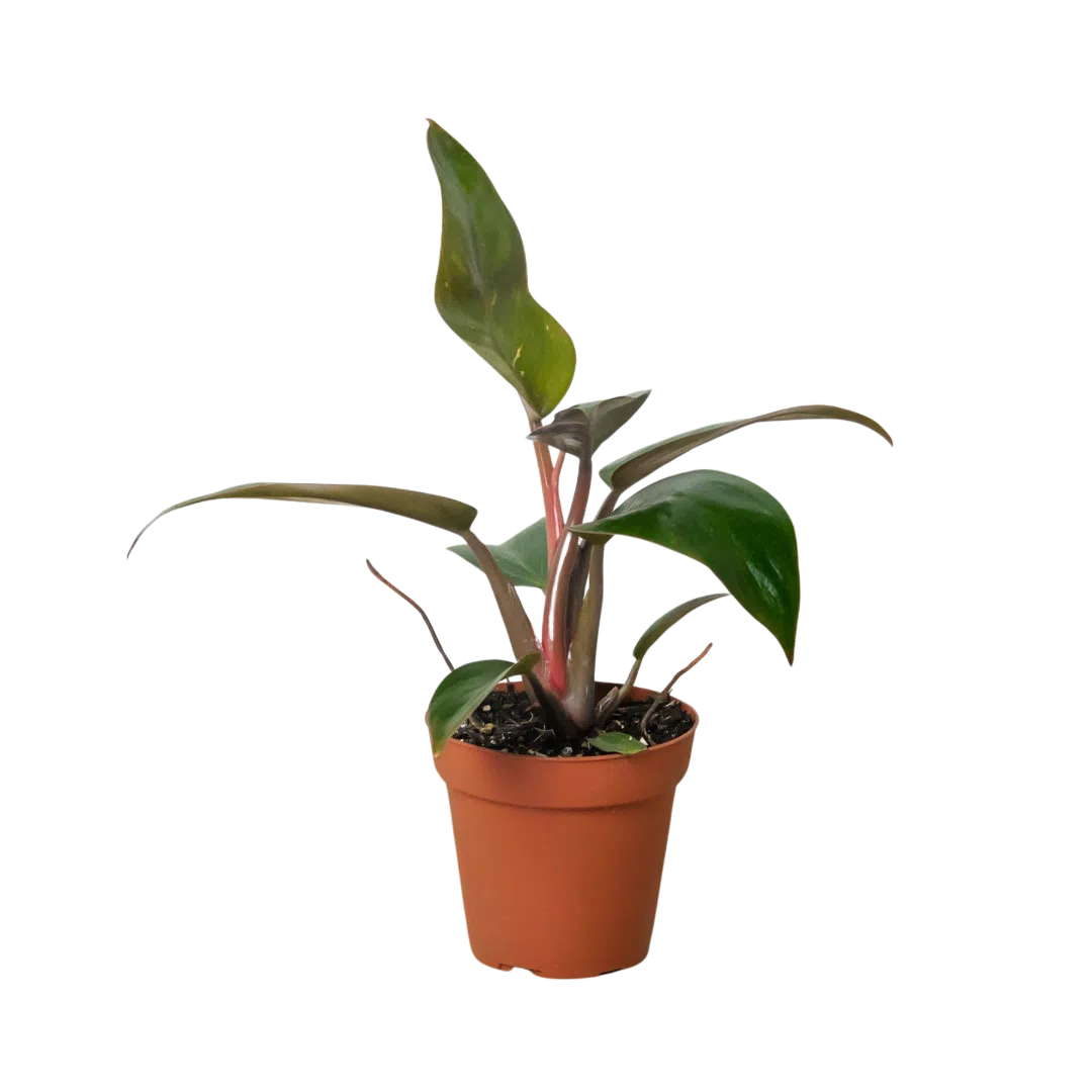 Philodendron 'Birkin Pink'-Indoor Plants-American Plant Supply