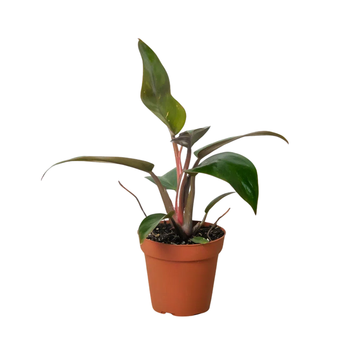 Philodendron 'Birkin Pink'-Indoor Plants-American Plant Supply