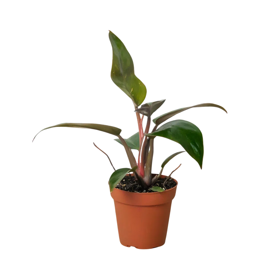Philodendron 'Birkin Pink'-Indoor Plants-American Plant Supply