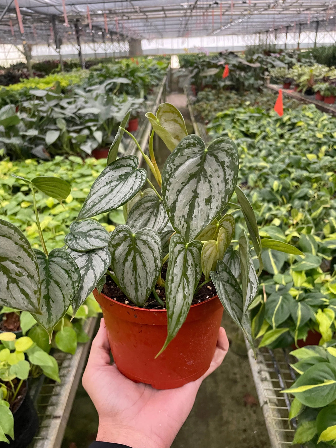 Philodendron 'Brandi'-Indoor Plants-American Plant Supply