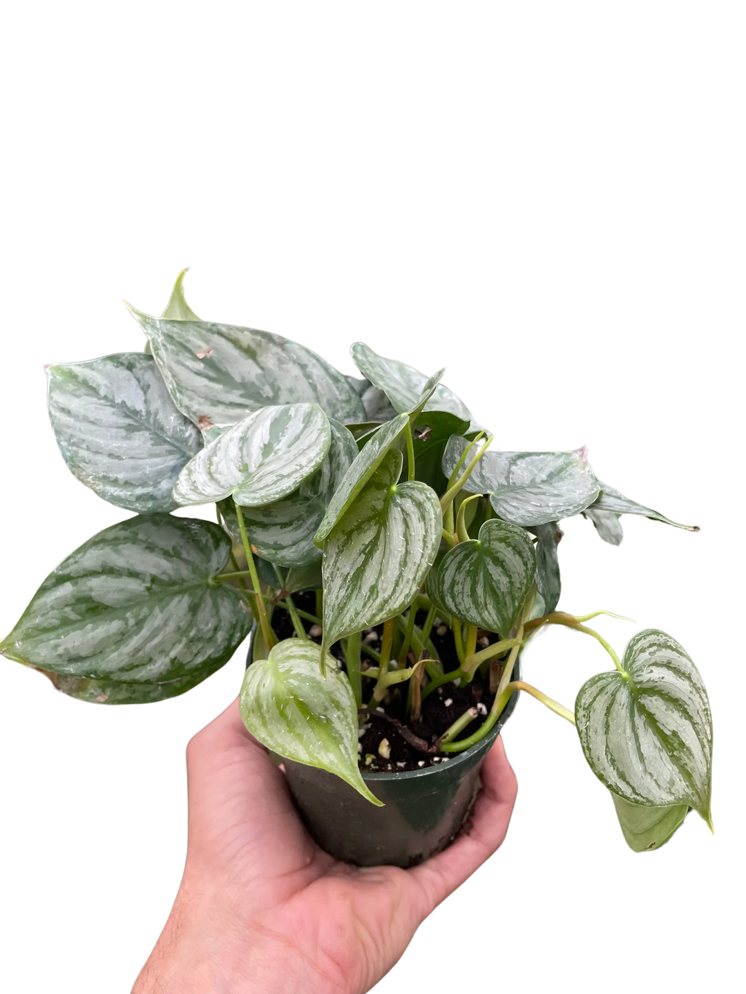 Philodendron 'Brandi'-Indoor Plants-American Plant Supply