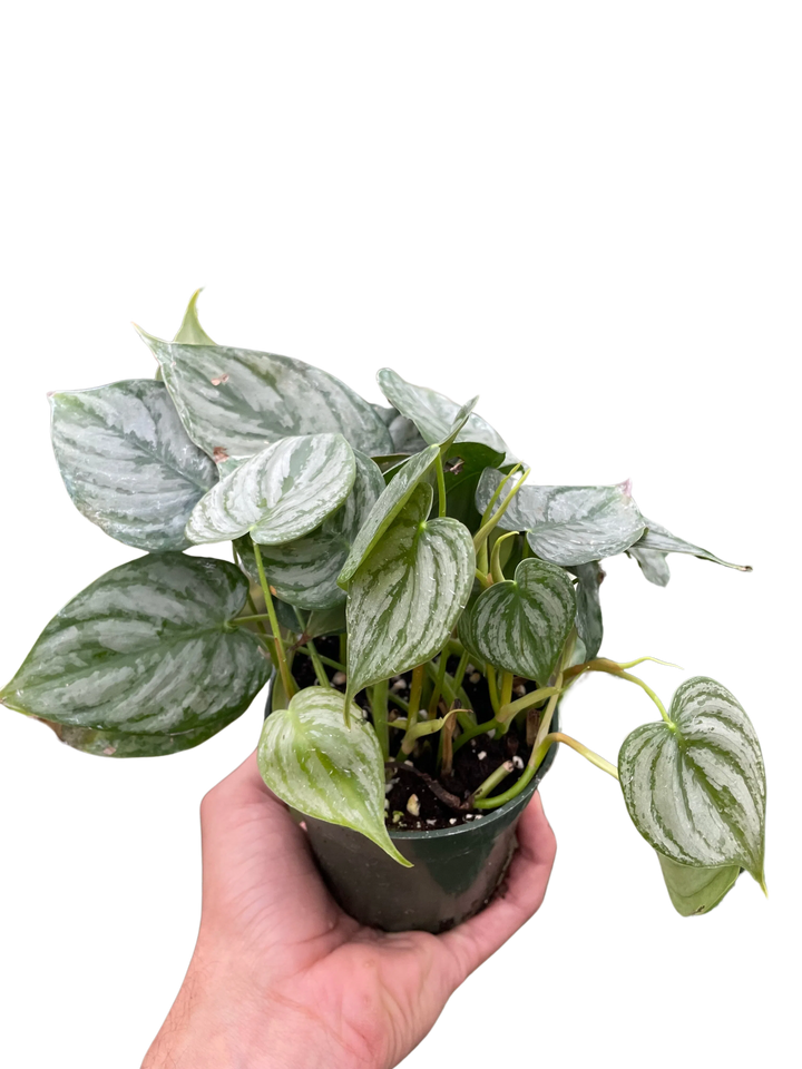 Philodendron 'Brandi'-Indoor Plants-American Plant Supply