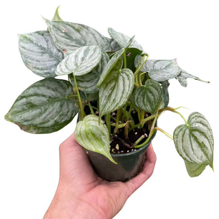 Philodendron 'Brandi'-Indoor Plants-American Plant Supply