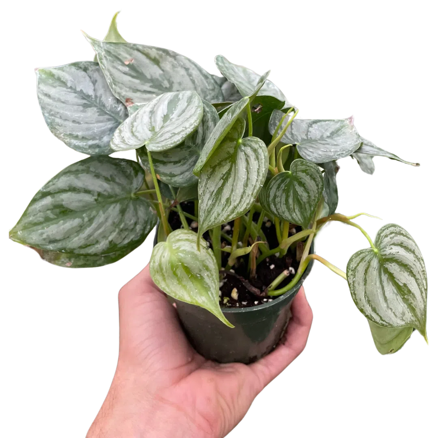 Philodendron 'Brandi'-Indoor Plants-American Plant Supply