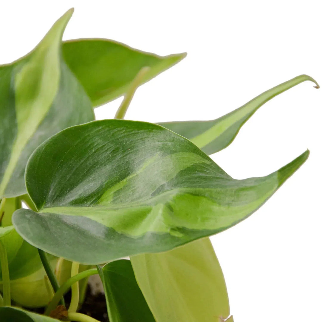 Philodendron 'Brasil'-Indoor Plants-American Plant Supply