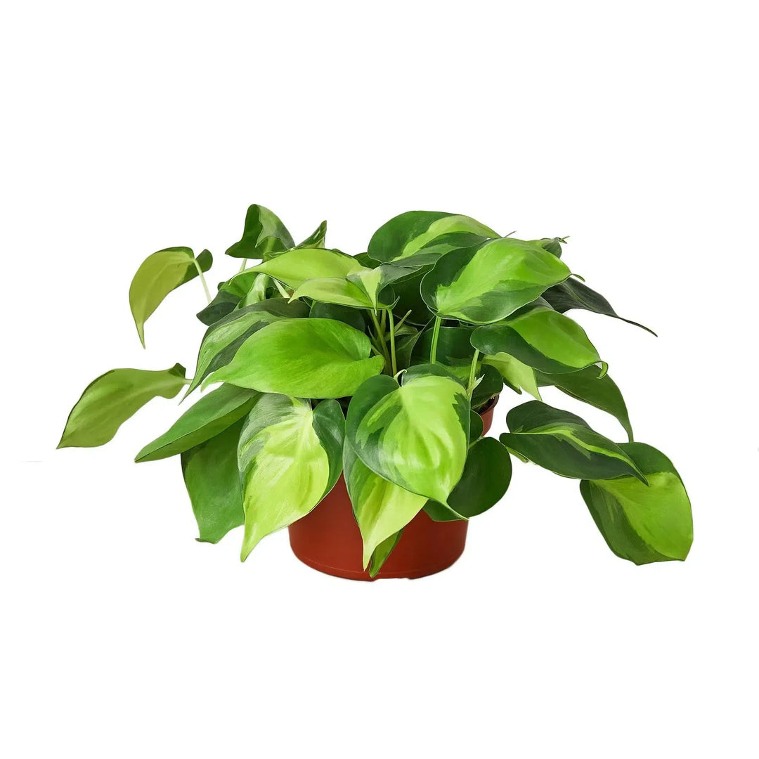 Philodendron 'Brasil'-Indoor Plants-American Plant Supply