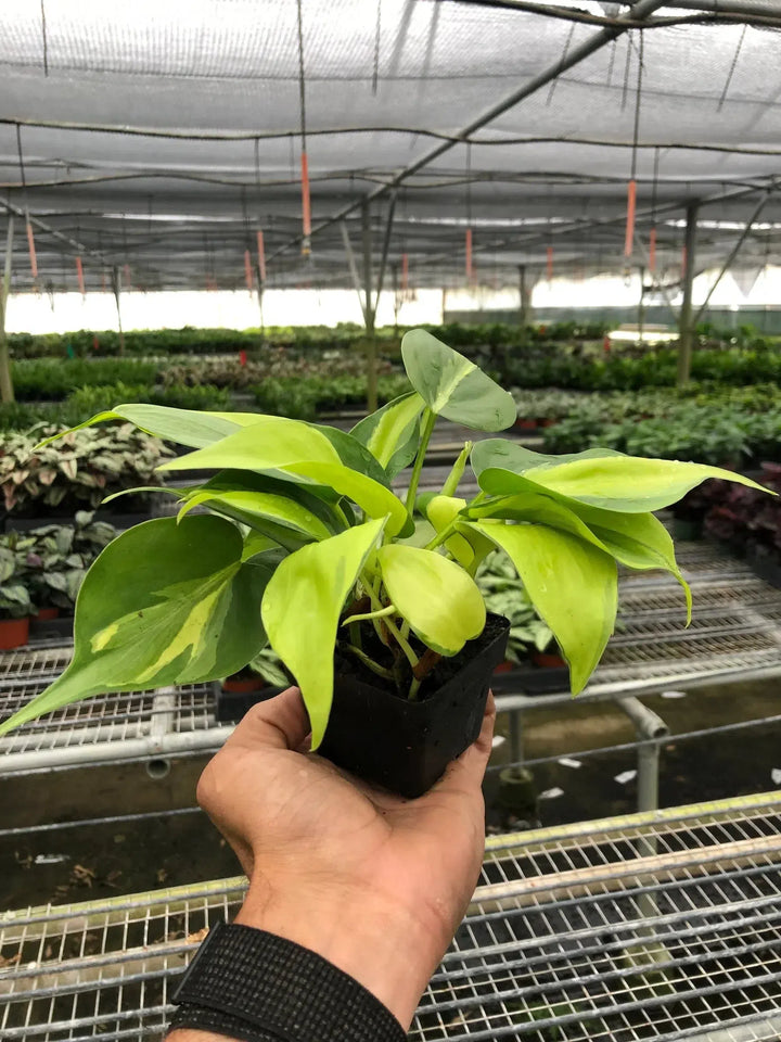 Philodendron 'Brasil'-Indoor Plants-American Plant Supply