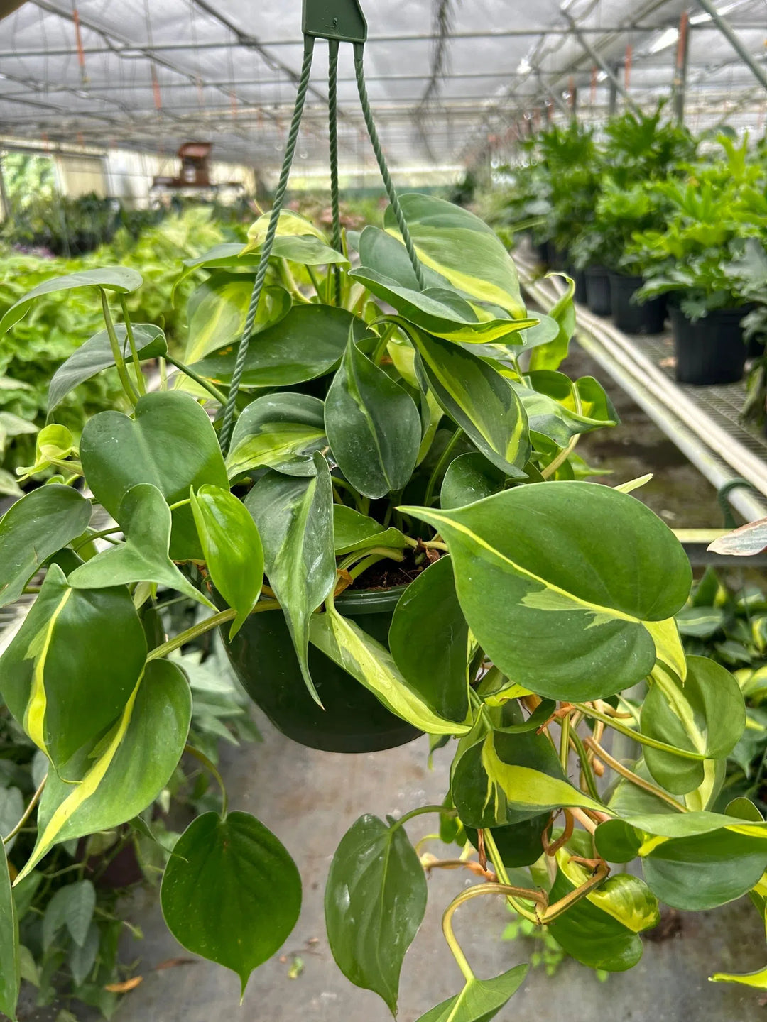 Philodendron 'Brasil'-Indoor Plants-American Plant Supply