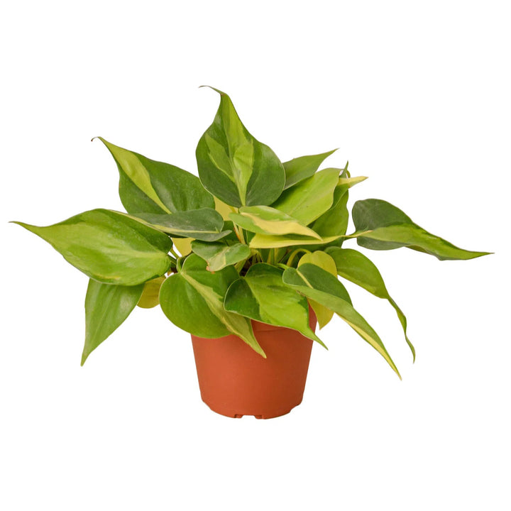 Philodendron 'Brasil'-Indoor Plants-American Plant Supply