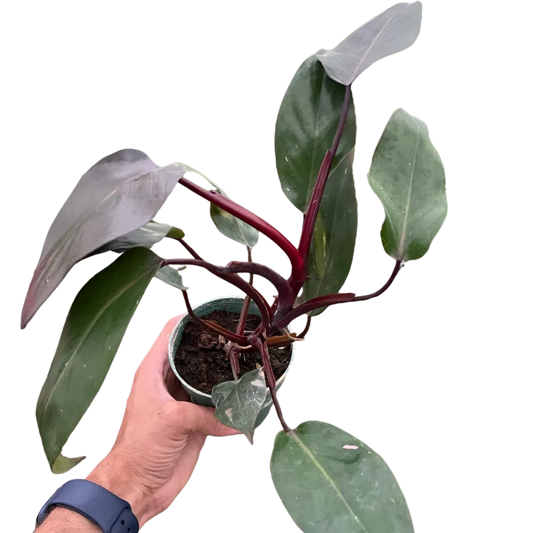 Philodendron 'Burgundy Princess' (Reverted Pink Princess) - B-Grade-Indoor Plants-American Plant Supply