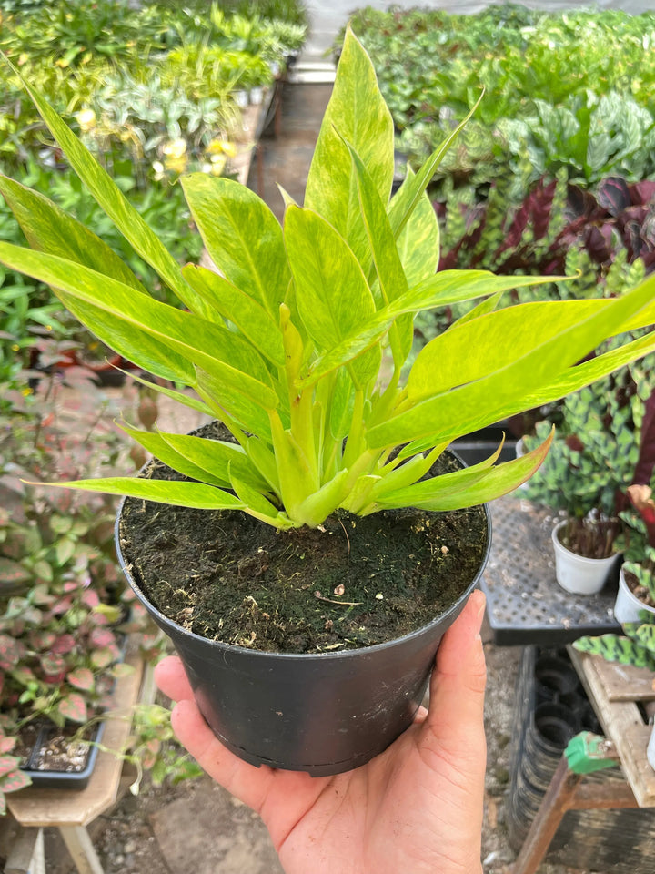 Philodendron 'Calkins Gold'-Indoor Plants-American Plant Supply