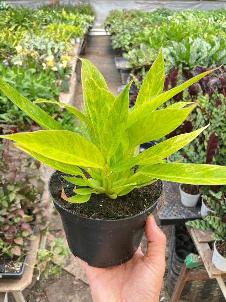 Philodendron 'Calkins Gold'-Indoor Plants-American Plant Supply