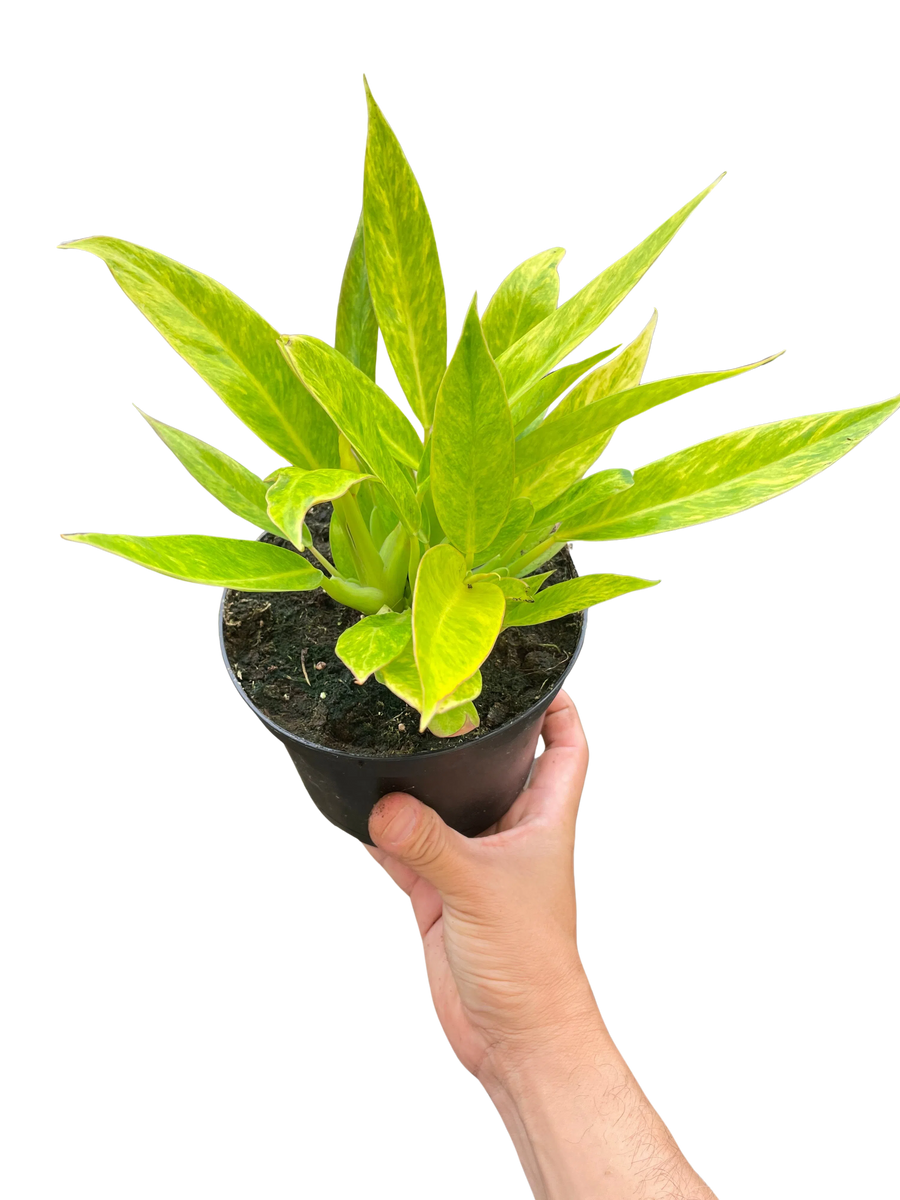 Philodendron 'Calkins Gold'-Indoor Plants-American Plant Supply