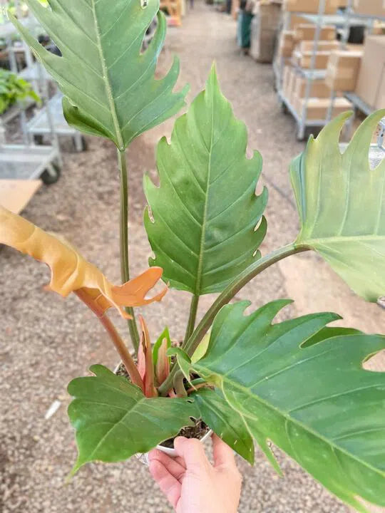 caramel pluto philodendron Philodendron Caramel Pluto exclusive at American Plant Supply