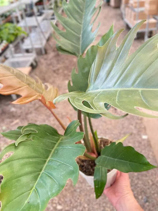 Philodendron Caramel Pluto-Indoor Plants-American Plant Supply