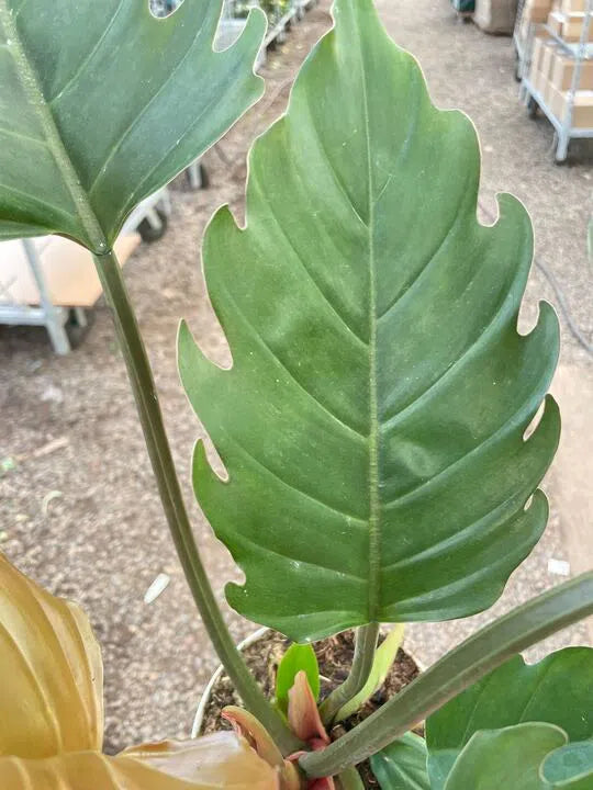 caramel pluto philodendron Philodendron Caramel Pluto exclusive at American Plant Supply