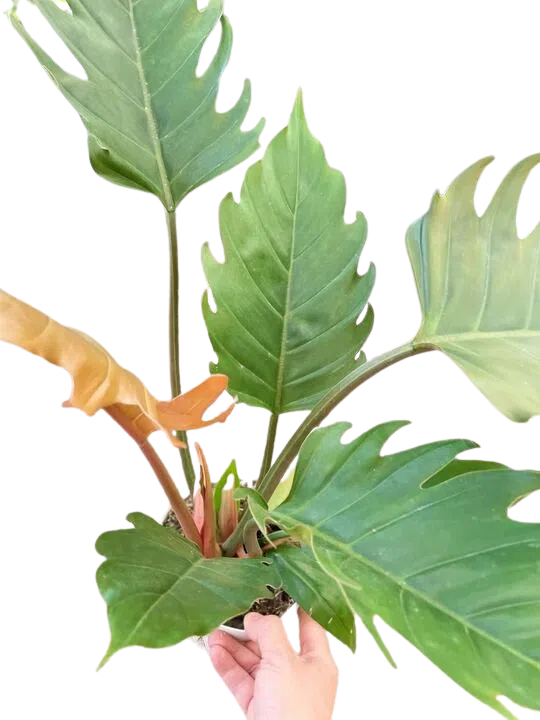 Philodendron Caramel Pluto-Indoor Plants-American Plant Supply