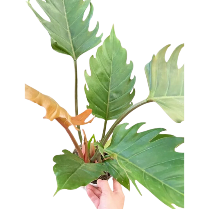 Philodendron Caramel Pluto-Indoor Plants-American Plant Supply