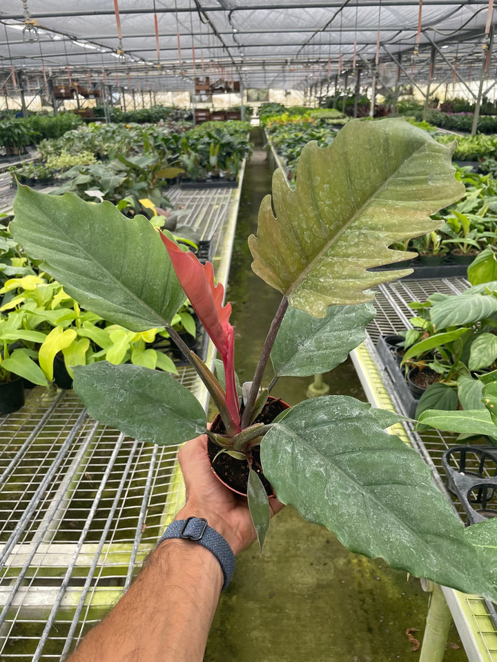 Philodendron Choco Empress-American Plant Supply
