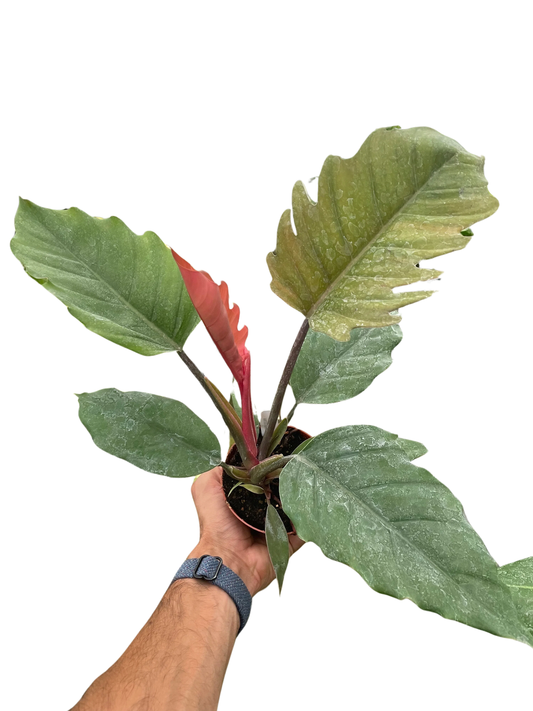 Philodendron Choco Empress-American Plant Supply