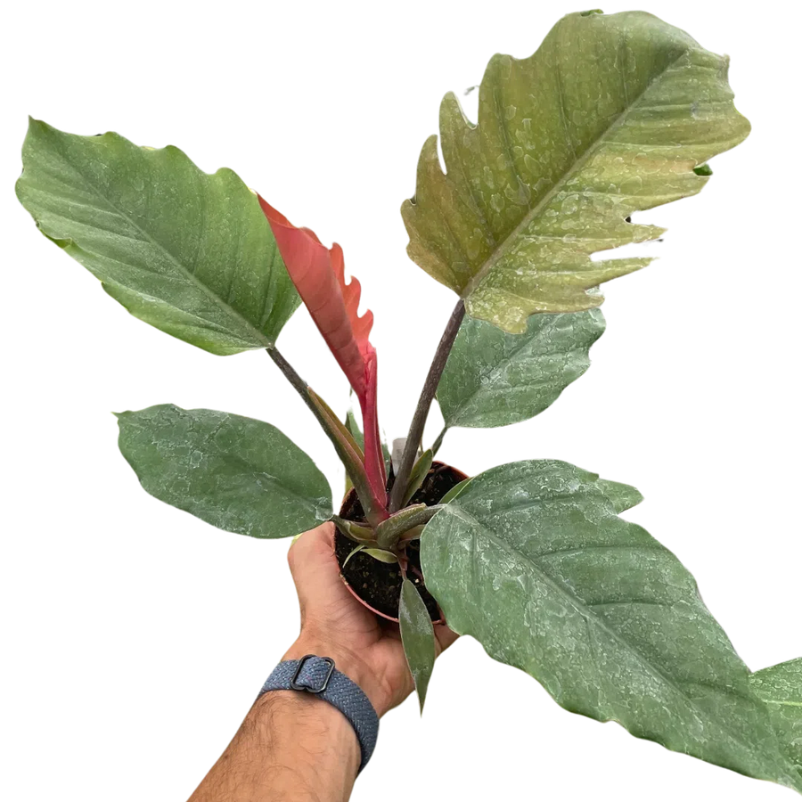 Philodendron Choco Empress-American Plant Supply