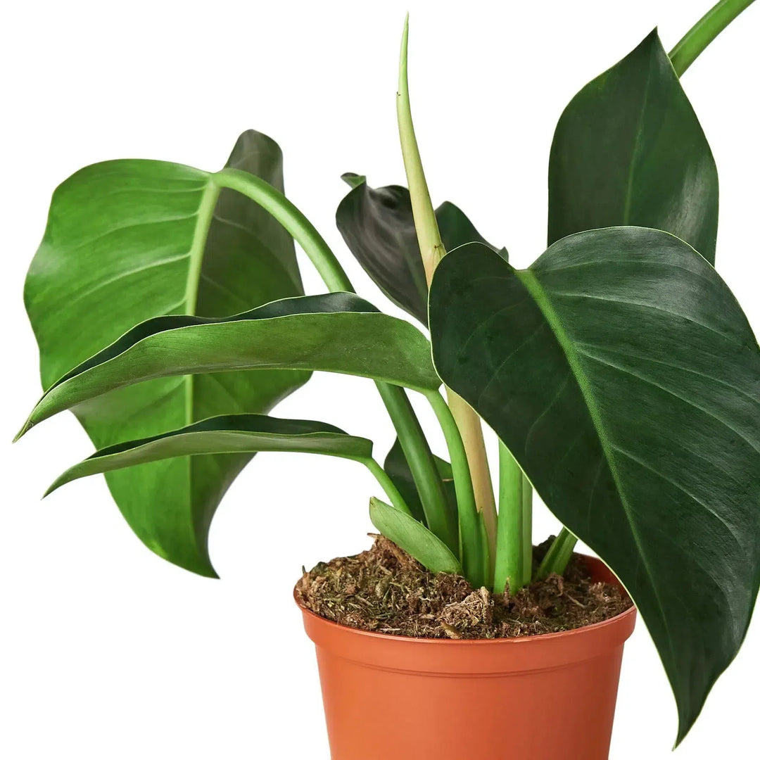 Philodendron 'Congo Green'-6" Plant-American Plant Supply