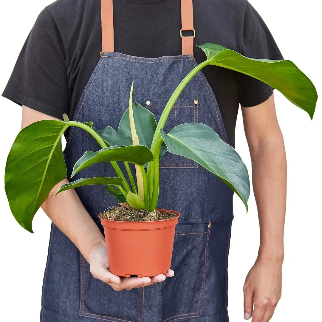 Philodendron 'Congo Green'-6" Plant-American Plant Supply