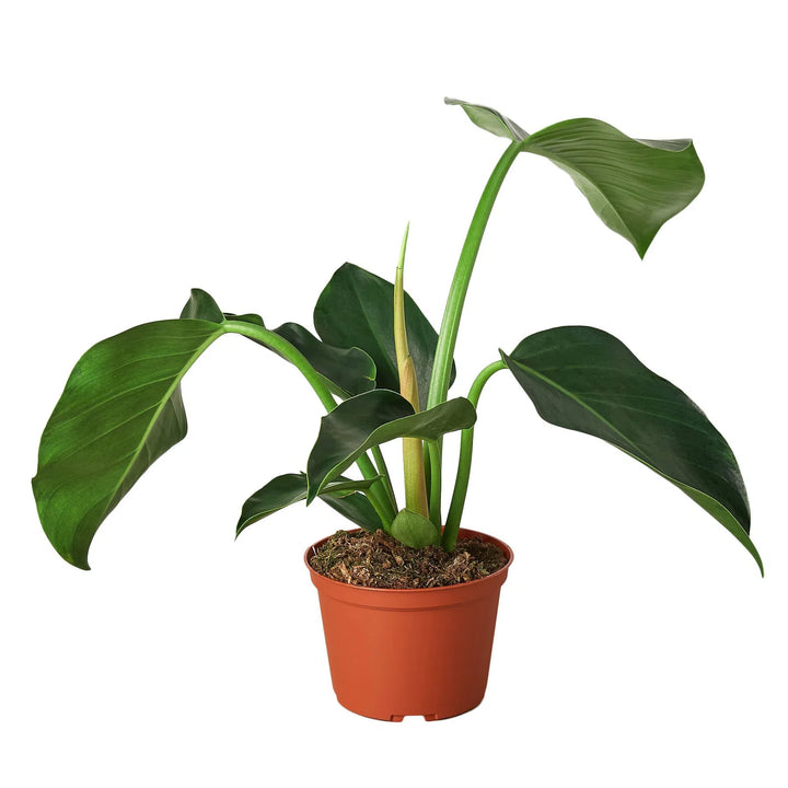 Philodendron 'Congo Green'-6" Plant-American Plant Supply