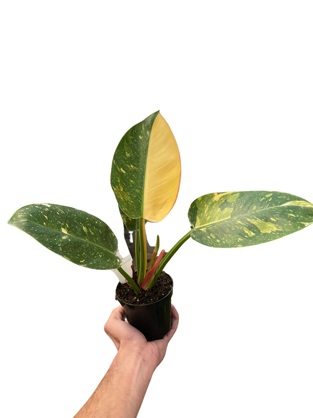 Philodendron 'Congo Green Variegated'-6" Plant-American Plant Supply